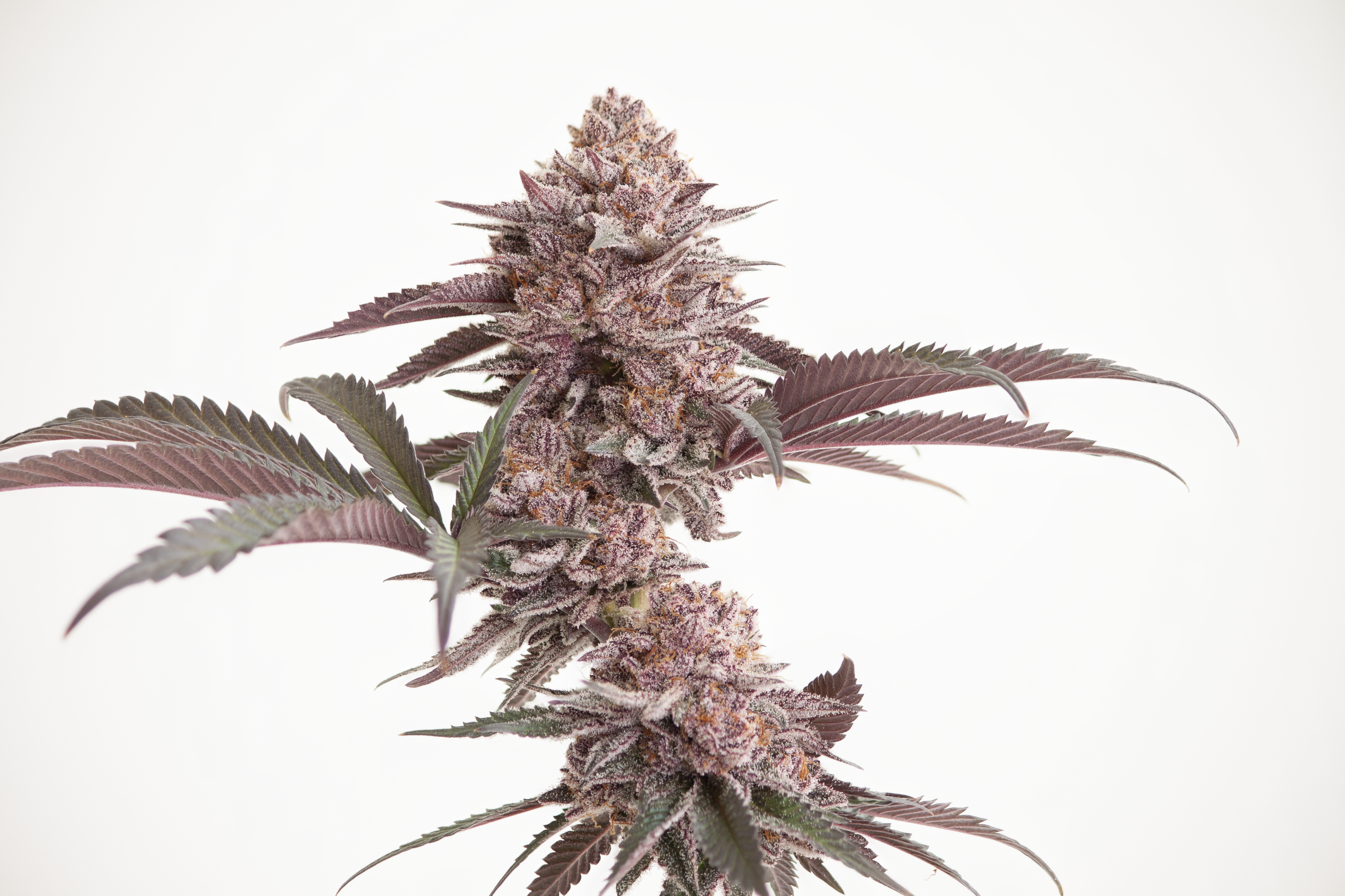 Detailed mature cannabis flower photographed against a clean white background